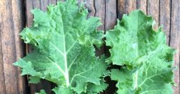 Kale rare The first that comes to mind when thinking about Kale rare is the gentle rustling of the kale leaves as they sway