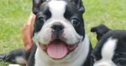 Brownstone Boston Terriers Play and download Brownstone Boston Terriers clips. #boston terriers #st patricks day #puppy