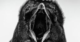 Raven call The haunting caw of the raven is a that cannot be easily forgotten. It echoes through the forest, carrying