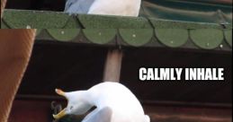 Seagull shows a calm inhale followed by an exaggerated scream, embodying the humorous "AAAAAHN" meme trend.