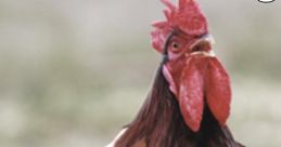 Chicken Meme Play and download Chicken Meme clips. #marching #chicken #rooster