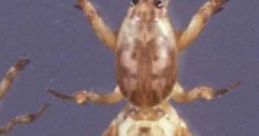 Mole Cricket Experiment Play and download Mole Cricket Experiment clips. #powerful hands #she is making all that noise #she