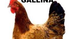 GAROTIÑA GALLINA The of "GAROTIÑA GALLINA" are a unique blend of laughter and clucking that instantly transport you to a