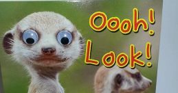 Googly Eyes Meerkat Play and download Googly Eyes Meerkat clips. #watching you #see everything #eagle eyes #on to you