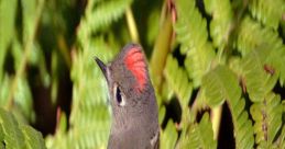 Ruby Crowned Kinglet Song The Ruby-Crowned Kinglet is a tiny bird with a loud and complex song that fills the air with its