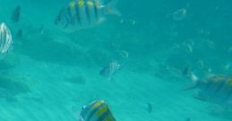 Friendly Fish Play and download Friendly Fish clips. #return #come back #throws fish