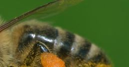 Honeybee Soundboard
