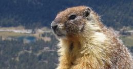 Marmot Play and download Marmot clips. #screaming #groundhog #beaver #yelling #animals