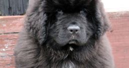 Gigantic fluffy Newfoundland puppy "attacks" owner Play and download Gigantic fluffy Newfoundland puppy "attacks" owner 