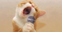 Singing Cat Play and download Singing Cat clips. #cat #kung fu #kitty #singing