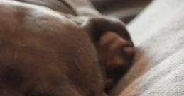 Sleeping Pitbull Play and download Sleeping Pitbull clips. #pitties