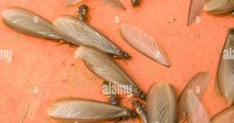 Swarm of termites with wings on an orange surface, showcasing their unique morphology and reproductive behavior.