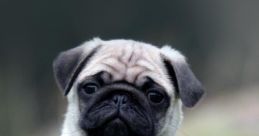 Pug Pugs are known for their distinctive "Pug " that is a combination of snorting, grunting, and snuffling. This unique is