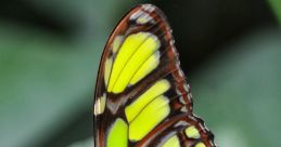 Butterfly wings fly The delicate fluttering of butterfly wings fills the air, creating a soft and gentle that is almost