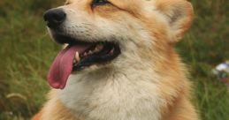 Corgi When you think of a Corgi, what come to mind? Perhaps it's the delightful bark as they greet you at the door, or