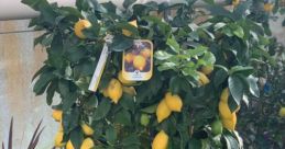 Healthy lemon tree with vibrant yellow fruit, ideal for home gardening enthusiasts and fans of "Benim Limonum.