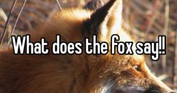 WHAT DOES DA FOX SAY? The elusive and cunning fox is known for its sly nature and mysterious presence in the wild. One of