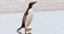 Penguin Waddle The distinctive of a "Penguin Waddle" can be heard echoing across the icy landscape of the Antarctic. The