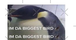 Im the biggest bird 1 The that accompany the statement "Im the biggest bird 1" are a symphony of auditory sensations that