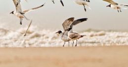 Seagulls and waves effect The soothing of seagulls can be both mesmerizing and calming. As the seagulls cry out