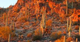 Tucson The first that comes to mind when thinking of Tucson is the buzzing of eager students as they walk through the