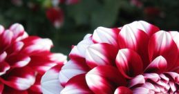 Vibrant red and white Dalia flowers in full bloom, showcasing their intricate petals and lush greenery in the background.