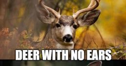 Deer meme The of a deer meme is unique and instantly recognizable. It carries a sense of playfulness and humor, often