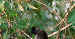 CLOVER BULBUL The of "CLOVER BULBUL" seem to dance through the air, light and melodious. The soft rustling of the clover