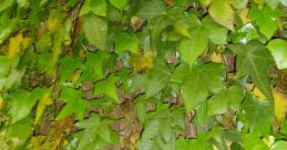 Lush green ivy climbing a textured tree trunk, showcasing vibrant foliage and natural beauty.