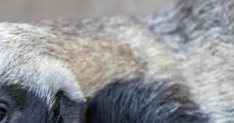 Honey Badger Title: Honey Badger: A Wild Adventure Introduction: Honey Badger, an adventurous movie released in 2019,