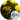 Sunflower Redux (Pvz) 