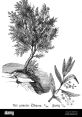 Illustration of the Albero Gemid, showcasing its leaves, twigs, and flowering branches in detailed botanical style.