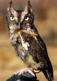 Owl Hoot The haunting of an owl hoot echoing through the night sky can send shivers down one's spine. There is something