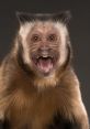 Monke scream Monke scream. The that fills the air with wildness and chaos, echoing through the dense jungle. It is a primal