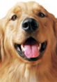 Smiling golden retriever with a joyful expression, showcasing its friendly personality and loveable nature.