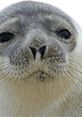 Close-up of a seal's face, showcasing its whiskers and expressive eyes, highlighting its unique features and charm.