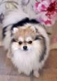 Pomeranian Dog Type your text to hear it in the voice of Pomeranian Dog.