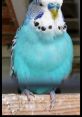 Parakeet [ Nintendo 3DS Camera - Ov2 Super ] Type your text to hear it in the voice of Parakeet [ Nintendo 3DS Camera -