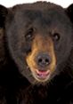 Close-up of a Grizzly Bear's face, showcasing its distinctive features and expressive eyes, highlighting wildlife beauty.