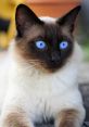 Siamese Cat Type your text to hear it in the voice of Siamese Cat.