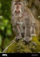 Macaque Mangio Crepe Type your text to hear it in the voice of Macaque Mangio Crepe.