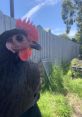 Close-up of a black chicken with a vibrant red comb, surrounded by green grass and a wooden fence backdrop.