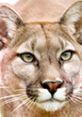 Close-up of a cougar's face, showcasing its striking yellow eyes and distinctive features in a natural setting.