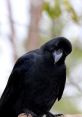 An Actual Crow Type your text to hear it in the voice of An Actual Crow.