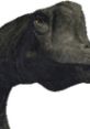 Close-up of a Brachiosaurus, showcasing its distinctive long neck and large head, highlighting its prehistoric features.