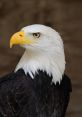 Eagle Type your text to hear it in the voice of Eagle.