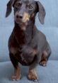 Paisley the Dachshund (Crusoe the Dachshund) Type your text to hear it in the voice of Paisley the Dachshund (Crusoe the