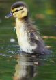 Small Animal Treading Water In a shallow pond, the delicate pitter-patter of tiny feet splashing through the water can be