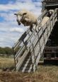 The Giant Flying Sheep The first that comes to mind when thinking about "The Giant Flying Sheep" is the soft fluttering