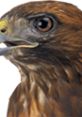 Close-up of a hawk's head showcasing its sharp beak and intense gaze, highlighting its keen hunting abilities in nature.